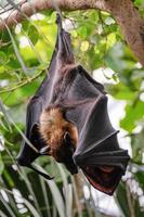 FUENGIROLA, ANDALUCIA, SPAIN, 2017. Flying Fox Bat at the Bioparc photo