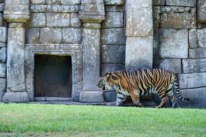 FUENGIROLA, ANDALUCIA, SPAIN, 2017. Sumatran Tiger at the Bioparc photo