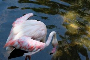 FUENGIROLA, ANDALUCIA, SPAIN, 2017. Greater Flamingos in the Bioparc photo