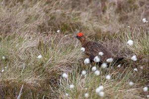 Male Red Grouse walking through the cottongrass