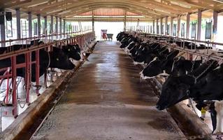 Cows on farm. photo