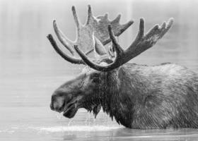 alce toro en el lago. tratamiento en blanco y negro. alces shiras en colorado. los shiras son la especie de alce más pequeña de américa del norte foto