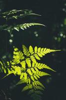 la luz del sol y la sombra en la superficie de las hojas de helecho verde crecen en un estilo de tono oscuro tropical y en un marco vertical foto