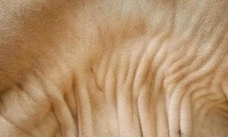 Close up brown fur and wrinkle pattern of American Brahman cow's skin