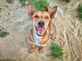 Top view of mongrel dog is smiling and looking at camera while sitting on the sand field photo