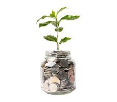 Tree plumule leaf on save money coins, Business finance saving banking investment concept. photo