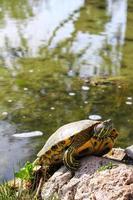 Turtles in the Pond Bask in the Sun on a Stone photo