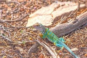 Colorful Lizard in the Desert