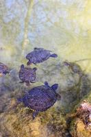 Turtles swim in the Pond photo