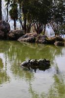 tortugas en el estanque toman el sol en una piedra foto