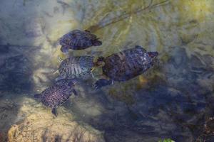 las tortugas nadan en el estanque foto