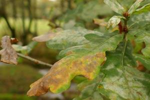 Oak Leaves about to Wither photo