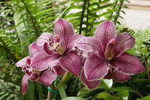 orquídeas granate y blancas foto
