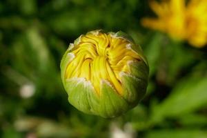 margarita amarilla a punto de florecer foto