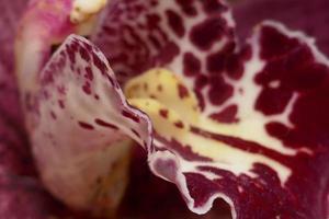 Maroon and White Orchids photo