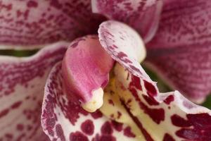 orquídeas granate y blancas foto