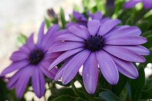 Purple Daisies in a Sunny Day photo