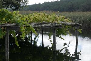 vid junto al río tambre en ponte nafonso foto