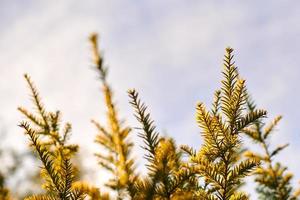 Yew tree Taxus baccata branch copy space, evergreen yew tree in beautiful sunlight, sunny weather photo