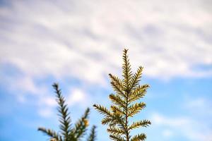 árbol de tejo taxus baccata rama espacio de copia, fondo de cielo azul, árbol de tejo siempreverde conífero foto