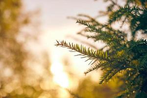 Yew tree Taxus baccata branch copy space, evergreen yew tree in beautiful sunlight, sunny weather photo