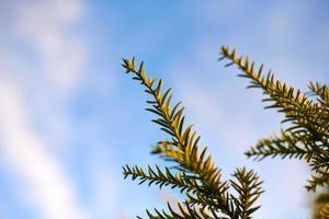 Yew tree Taxus baccata branch copy space, blue sky background, coniferous evergreen yew tree photo