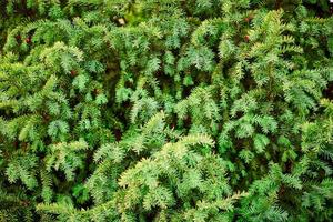 Evergreen European yew tree foliage close up, Taxus baccata tree, green evergreen tree branches photo