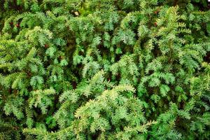 follaje de árbol de tejo europeo de hoja perenne de cerca, árbol de taxus baccata, ramas de árboles de hoja perenne verde foto