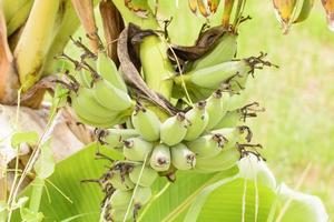 plátano en un árbol foto