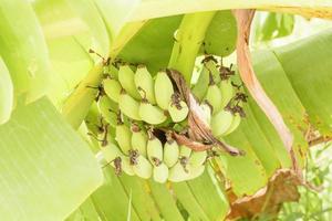 Banana on a tree photo
