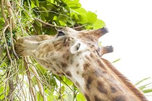 A giraffe closeup take in a zoo photo