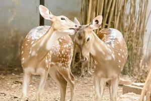 A Eld's Deer closeup take in a zoo photo