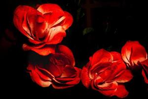 rosa roja falsa foto
