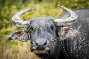Buffalo is the famous animal for used in local agriculture in Thailand. photo