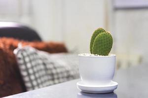 cactus en una maceta blanca se coloca en el escritorio de la oficina. Ayuda a la purificación del aire y aumenta la frescura. foto