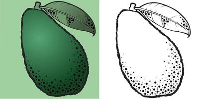 Ripe avocado fruit, a set of monochrome and color illustrations vector