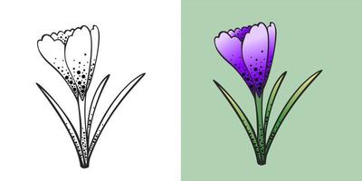 A set of spring flowers, lilac crocus and contour drawing vector