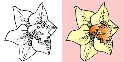 un conjunto de flores de primavera, amarillo narciso y dibujo de contorno vector