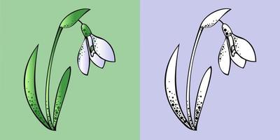 Set of illustrations, delicate snowdrop flower color and monochrome vector