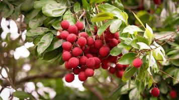 lichi amphawa en el árbol, el lichi más delicioso de tailandia. foto