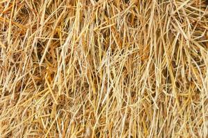 Straw texture. Abstract background, empty template, copy space.