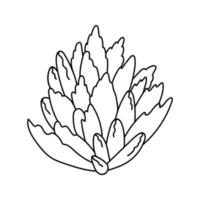 dibujado a mano lindo suculento en estilo garabato. boceto gráfico casa flor kalanchoe tomentosa. ilustración vectorial, elementos aislados sobre un fondo blanco. vector