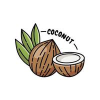 Vector illustration of a vintage style coconut with outline, perfect for a coconut product icon or label.