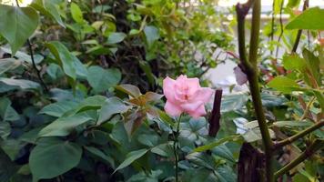 Beautiful single red rose with young leaves. photo