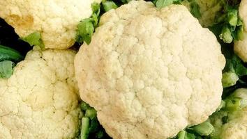 Closeup fresh cauliflower from the vegetable garden, outdoor day light, organic vegetable farming photo