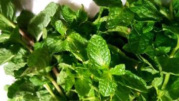 Mint. Bunch of Fresh green organic mint leaf photo