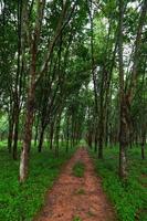 plantación de árboles de caucho en el sur de Tailandia foto