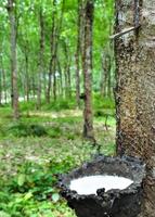 Rubber trees,the source of tires and gloves produce photo