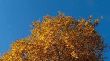 Herbstbäume mit vergilbenden Blättern gegen den Himmel video