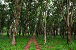 plantación de árboles de caucho en el sur de Tailandia foto